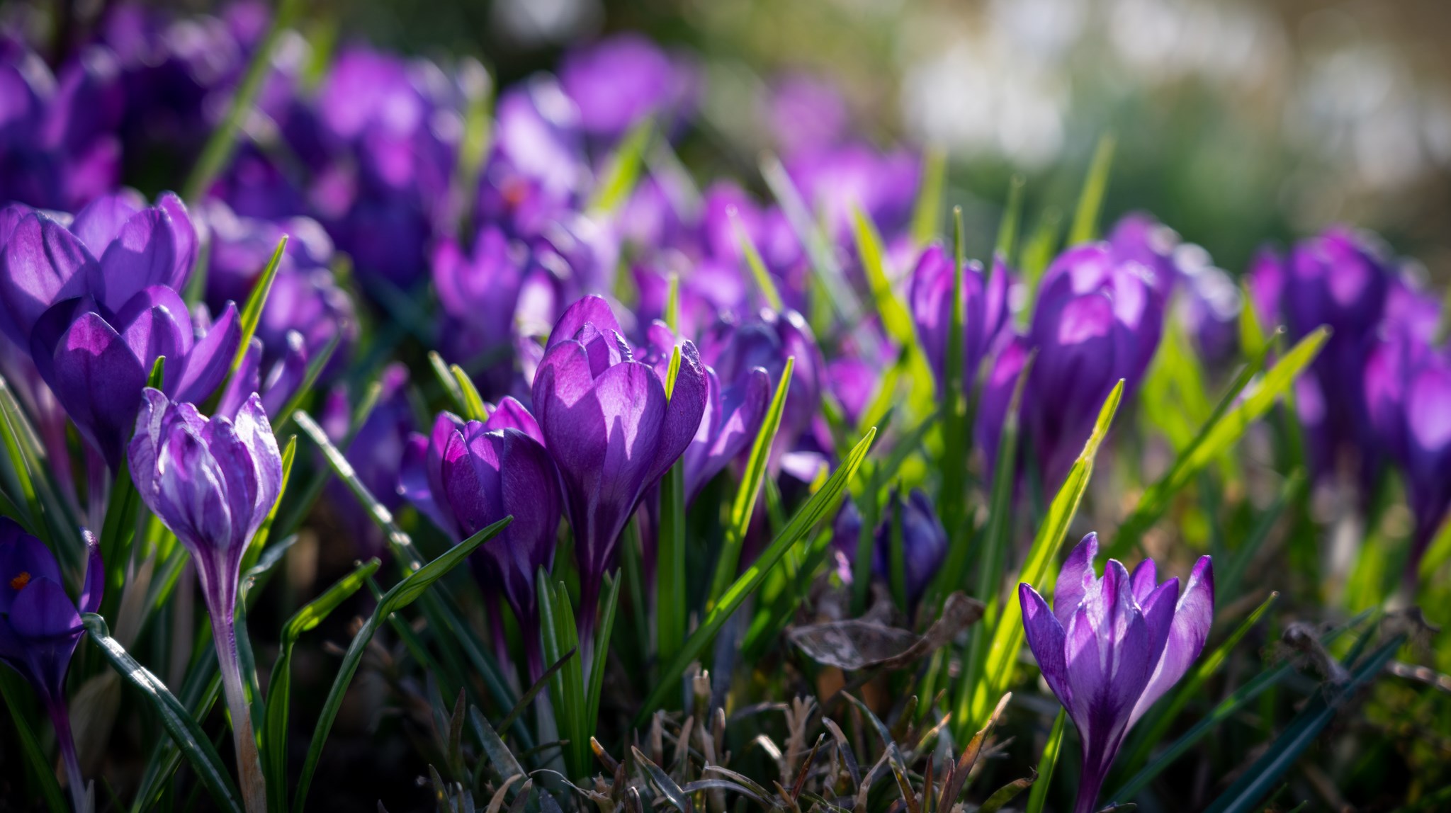 Lila blommor