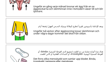 Information om mens