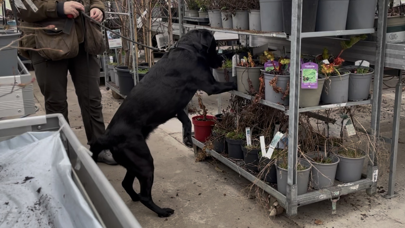 Sökhund letar bland krukor i ett ställage